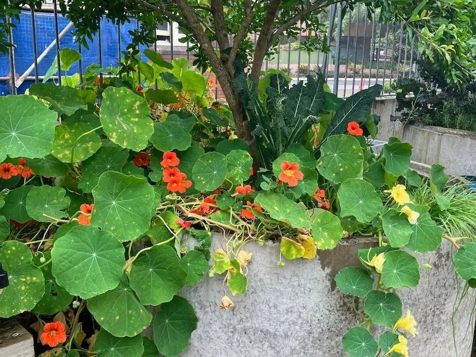 CLOSE-UP – THE COLOURFUL WORLD OF NASTURTIUMS
