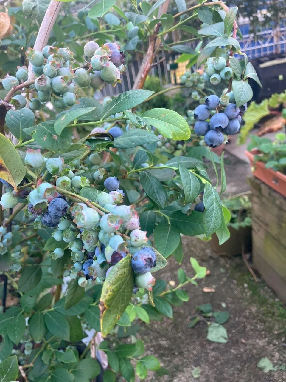 Fruit on a blueberry bush