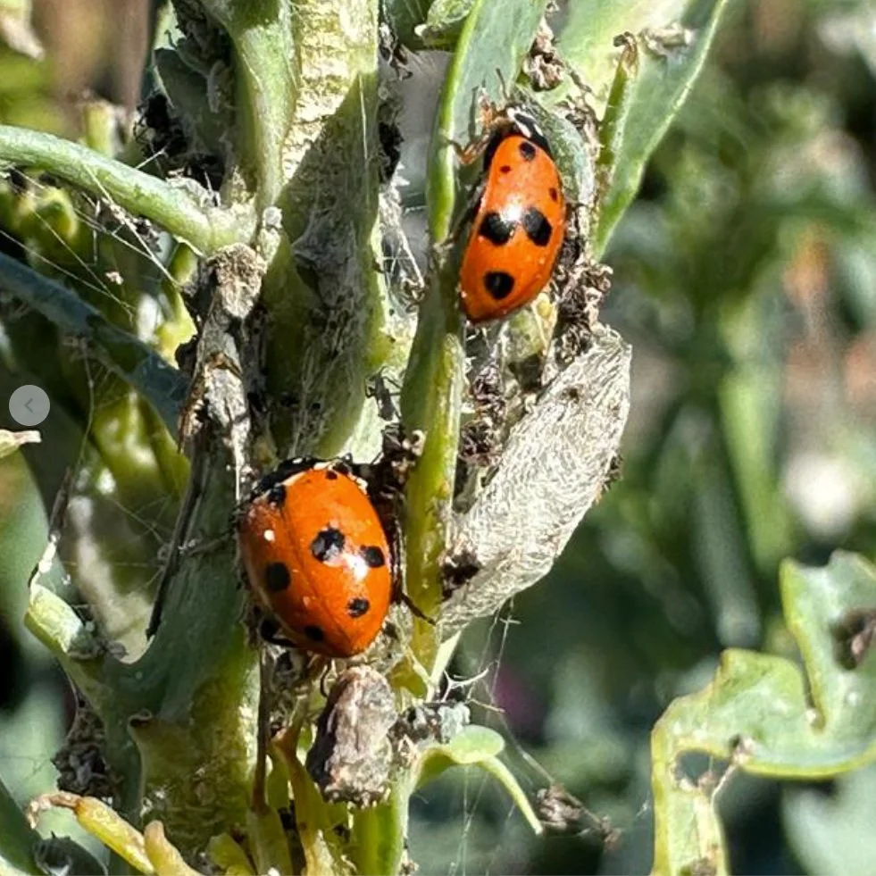 PG+ladybirds.jpg