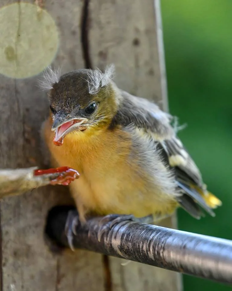 Baby Baltimore Oriole copyrighted by Cat Swartz 2018.jpg