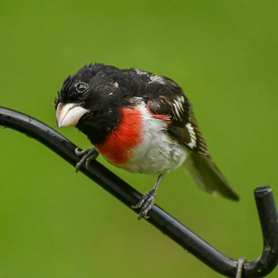 Male Rose Breasted Grosbeak copyrighted by Cat Swartz 2018.jpg