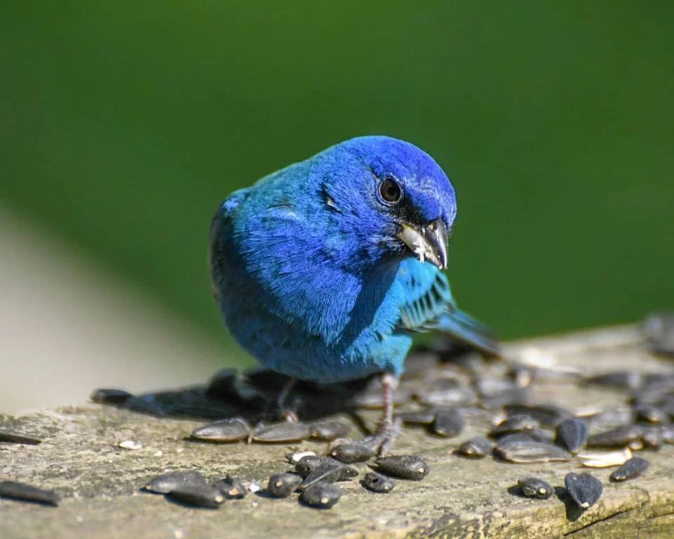 Male Indigo Bunting copyrighted by Cat Swartz 2018.jpg