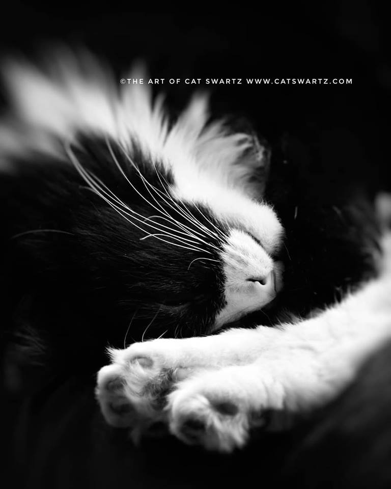 Soft Curl by Cat Swartz 2018.jpg