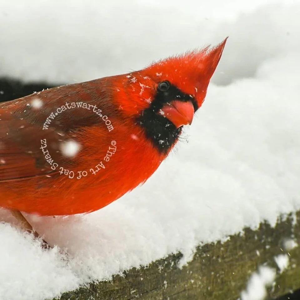 what are you up to by cat swartz.jpg