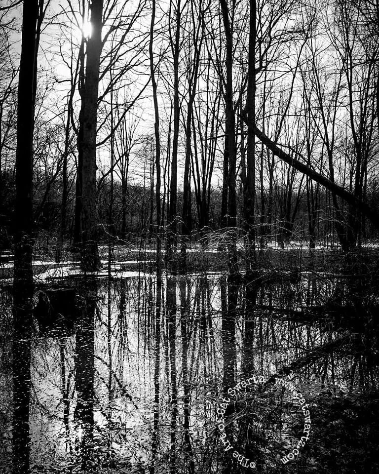 placidity by cat swartz.jpg