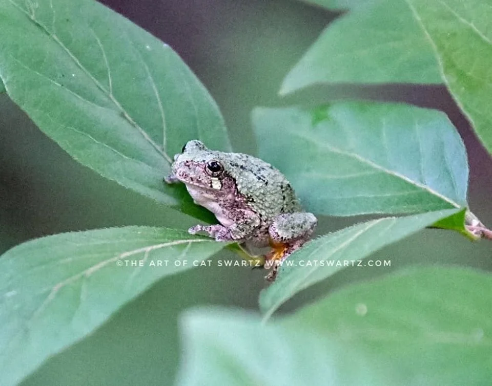 spring peeper by cat swartz.jpg