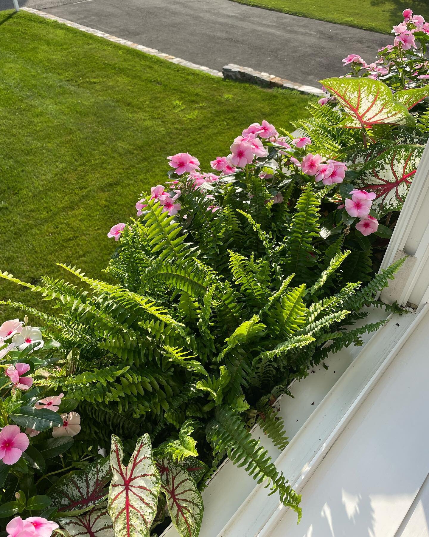 Flower boxes are finally filling out. How&rsquo;s your garden this year?
.
.
.
#reinventingtheraisedranch #raisedranch #raisedranchexterior #raisedranchremodel #raisedranchflowerboxes #flowerbox #flowerboxes #summergarden #ferns #splitlevelhouse #bil