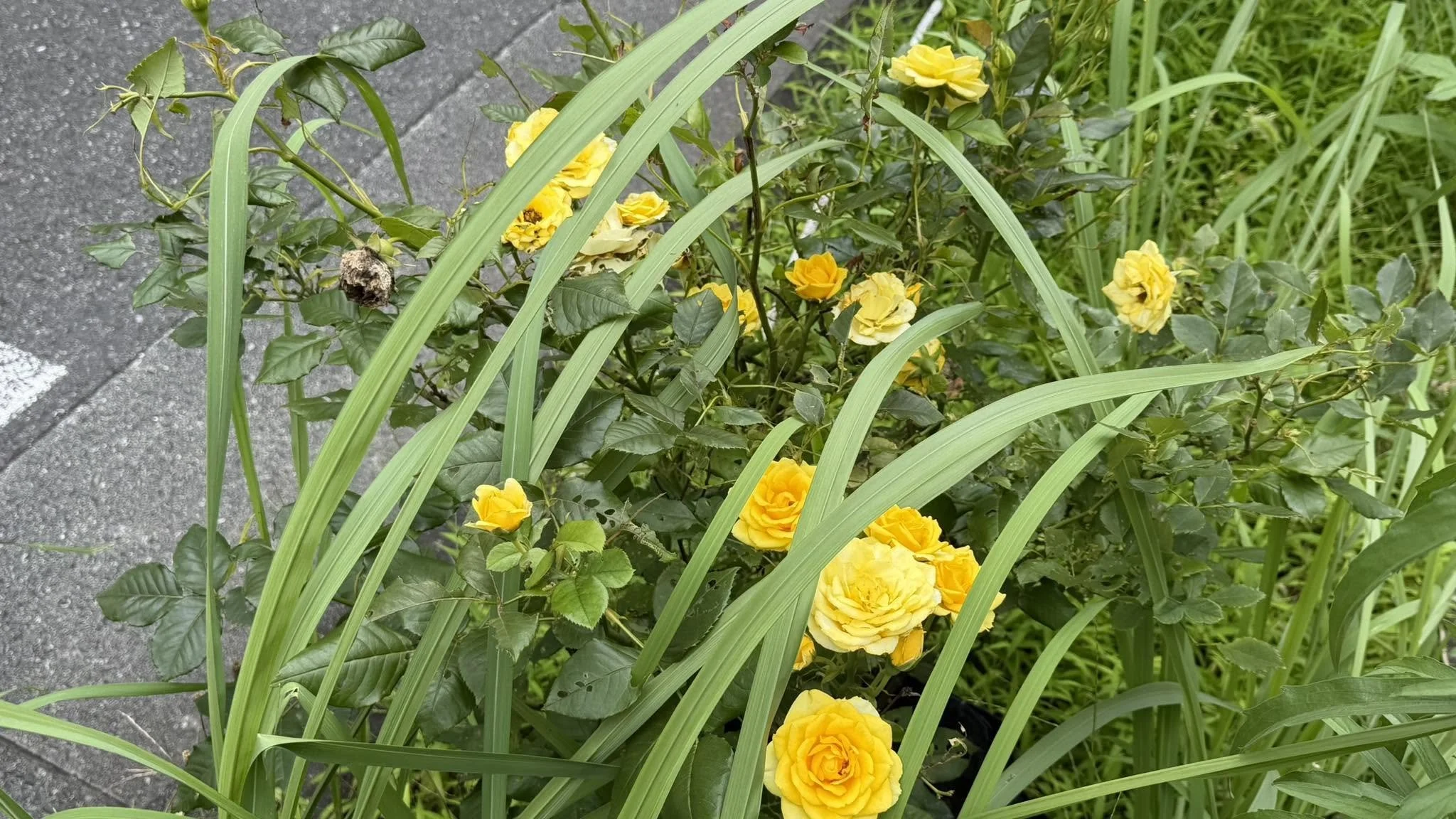 recent_roses_july2026.jpg
