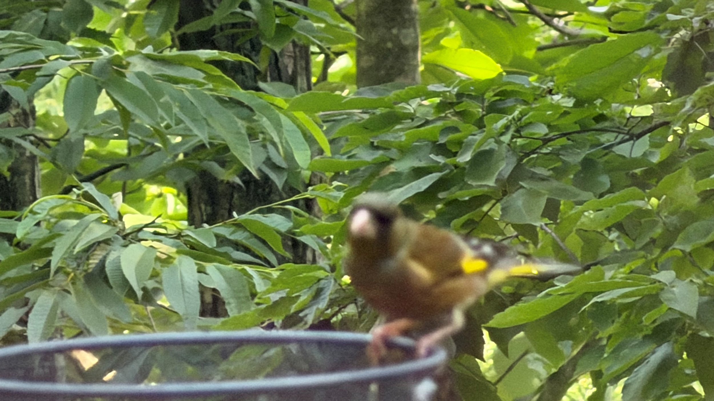 カワラヒナ20260715.jpg
