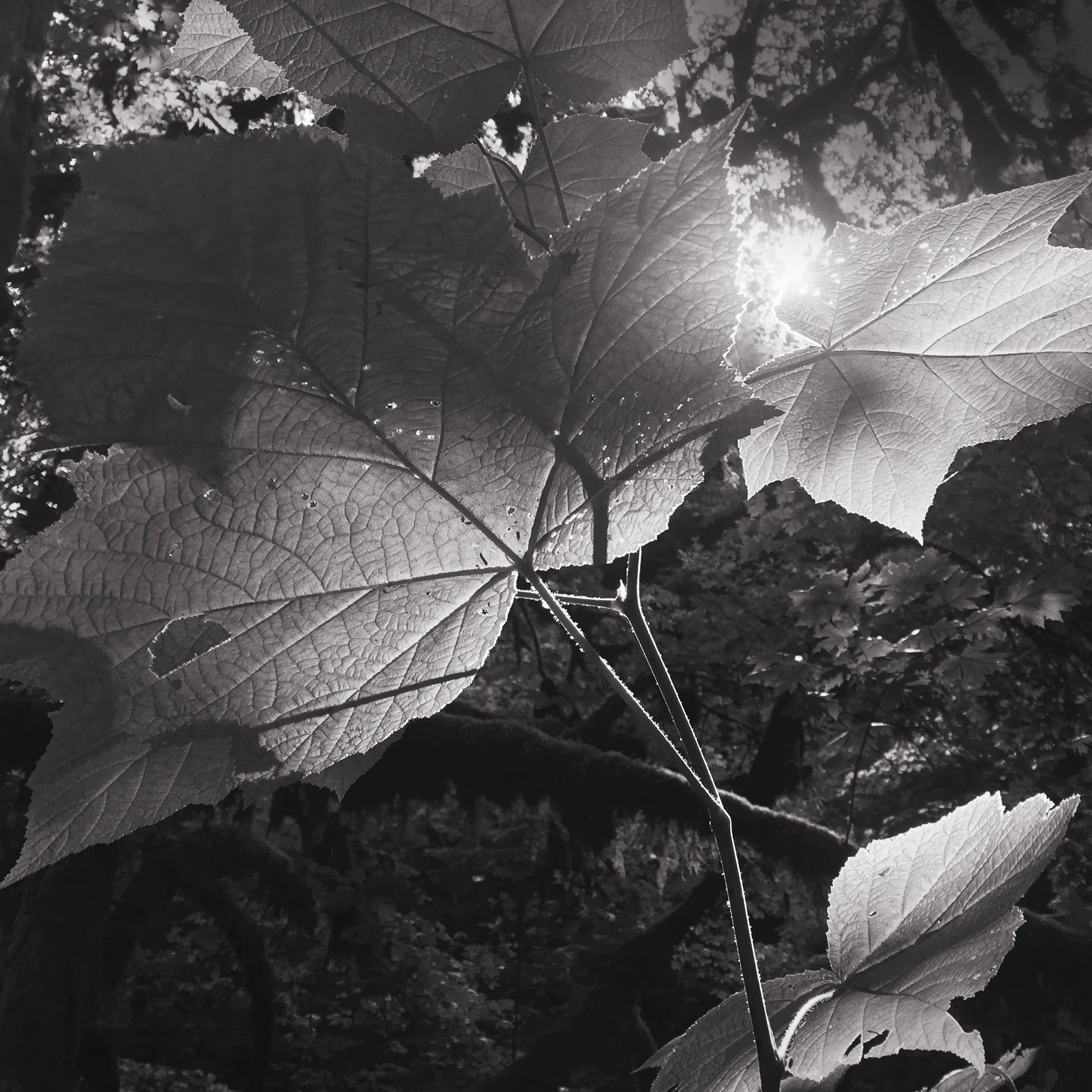 Rogers_L_FineArt_02.jpg