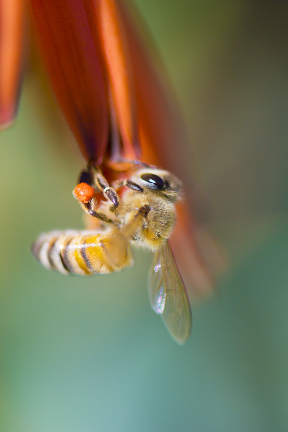 roger_l_cmo225_macro_001.jpg