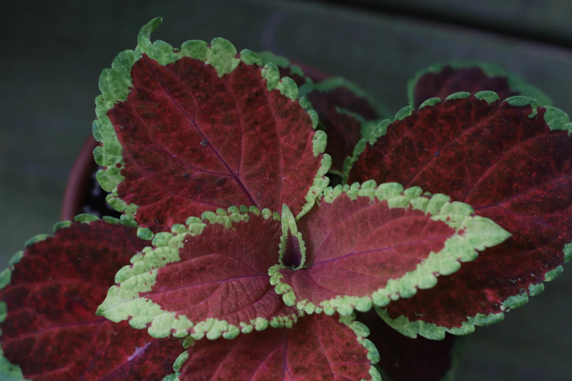 Stormy Afternoon.jpg