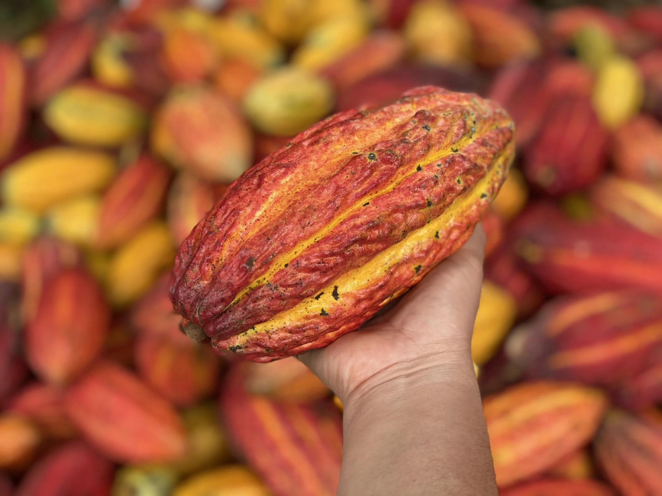 Cacao_in_Heap_Harvested1.jpg