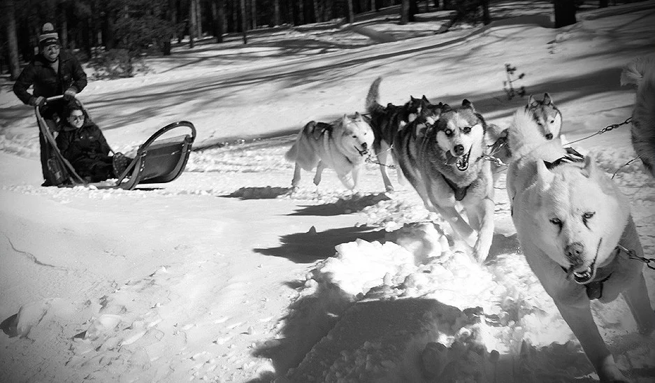 dog-sledding.jpg