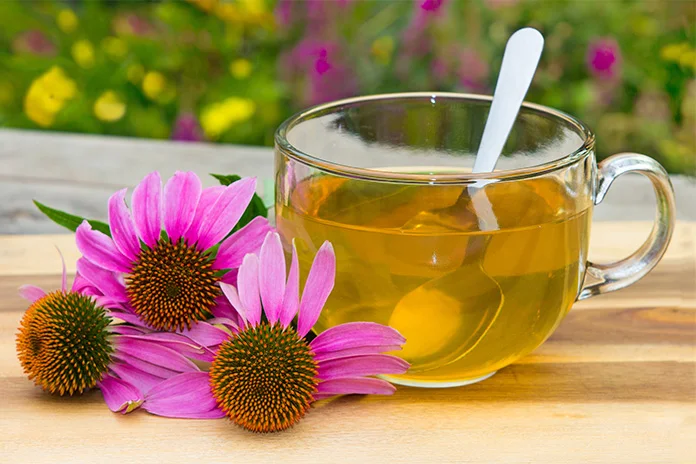 Herbal+support+echinacea.jpg