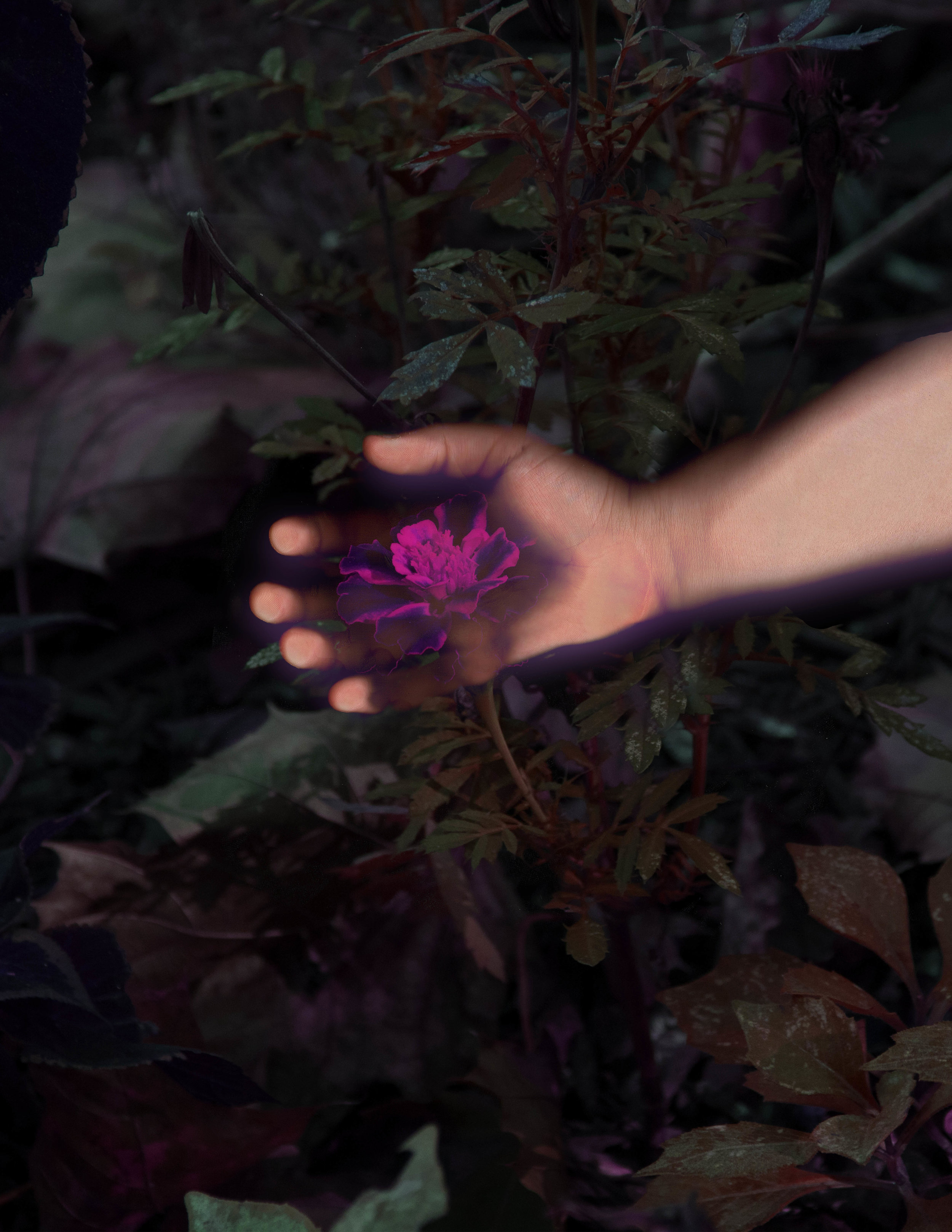Flower.jpg