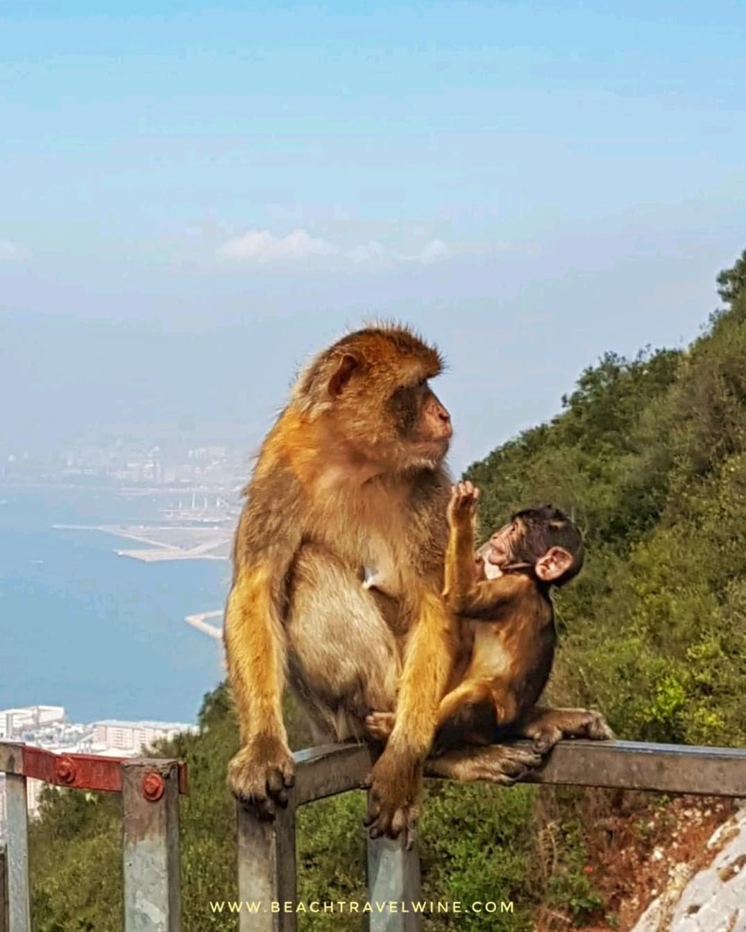 gibraltar monkey 3.jpg