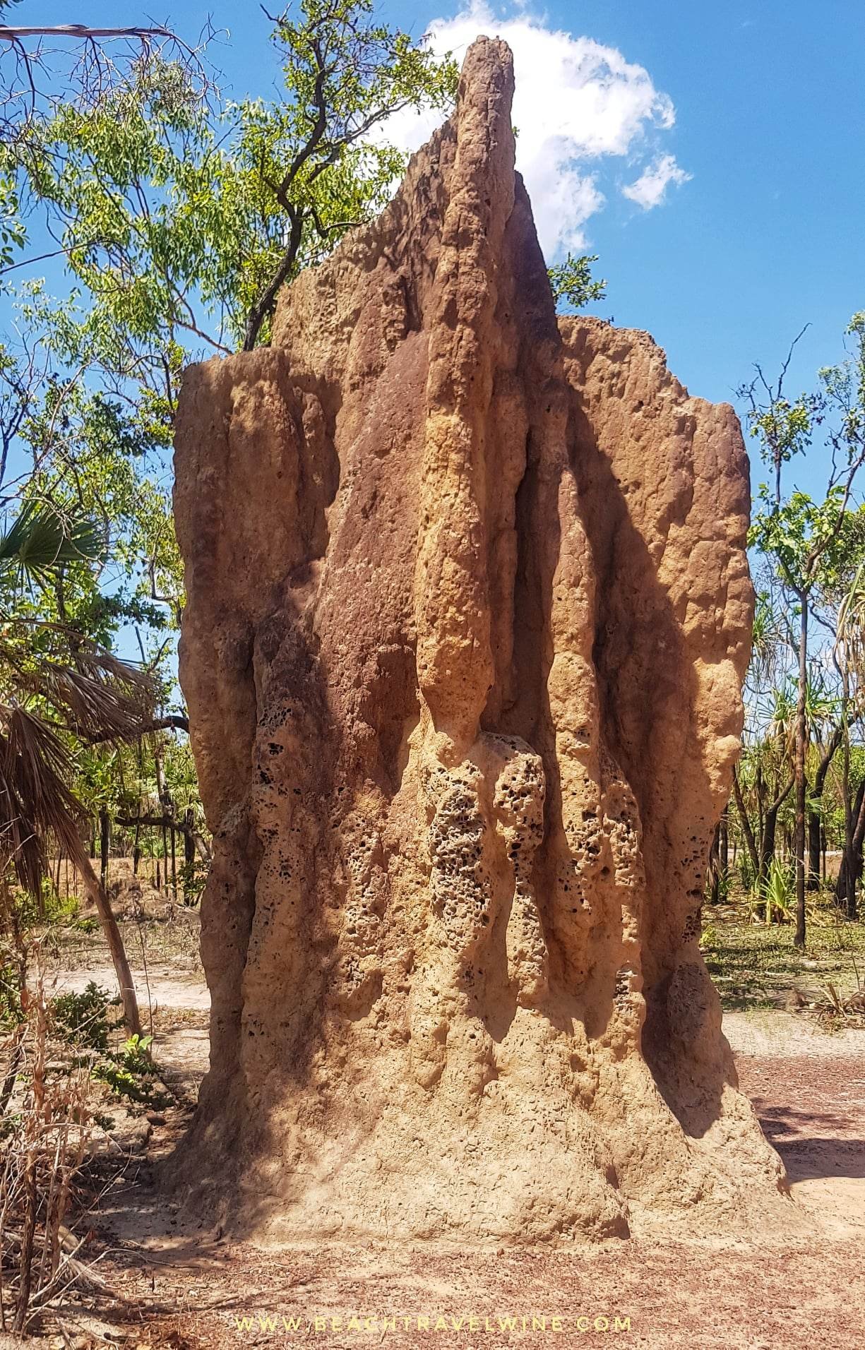 Darwin termite 1.jpg