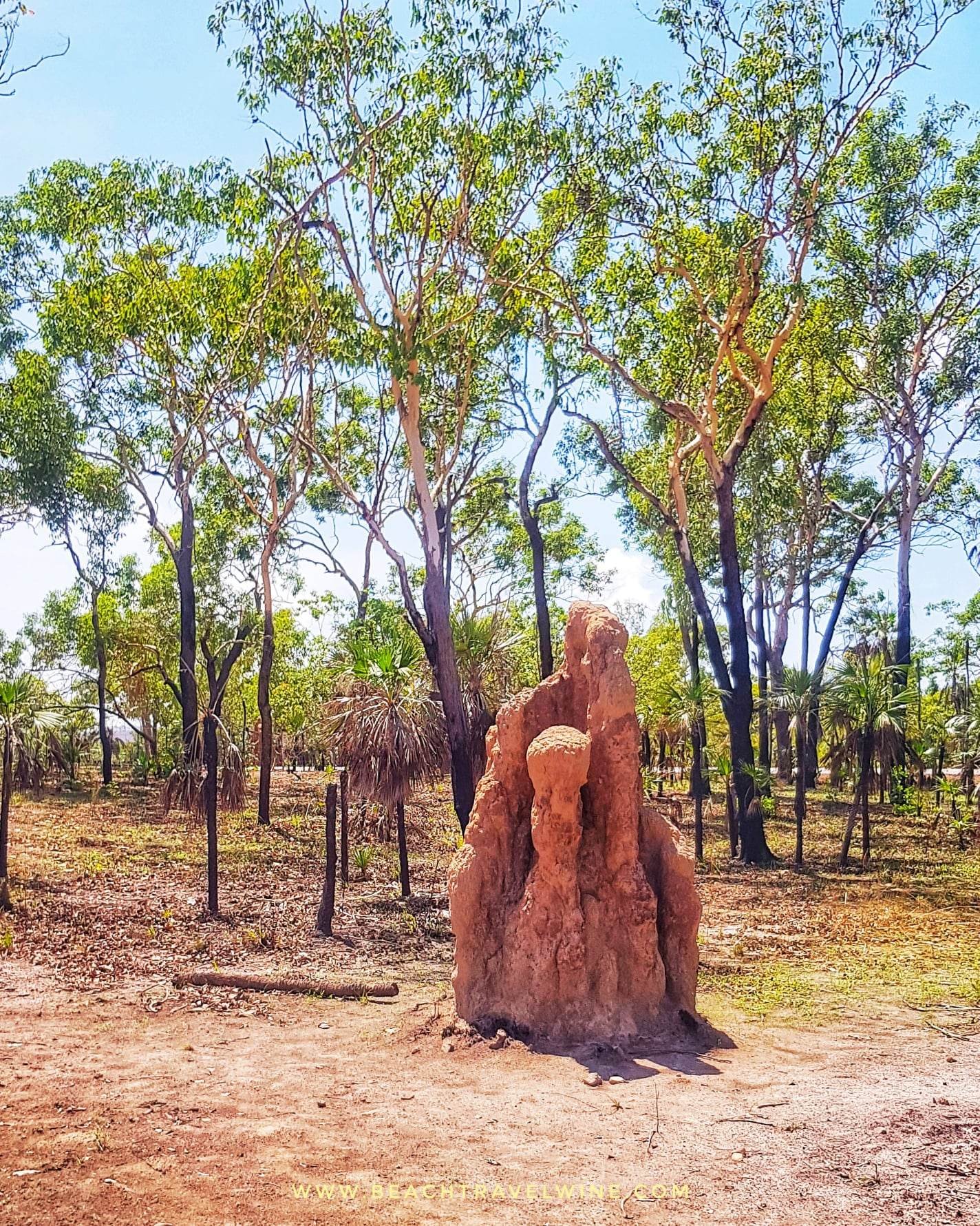 Darwin termite 3.jpg