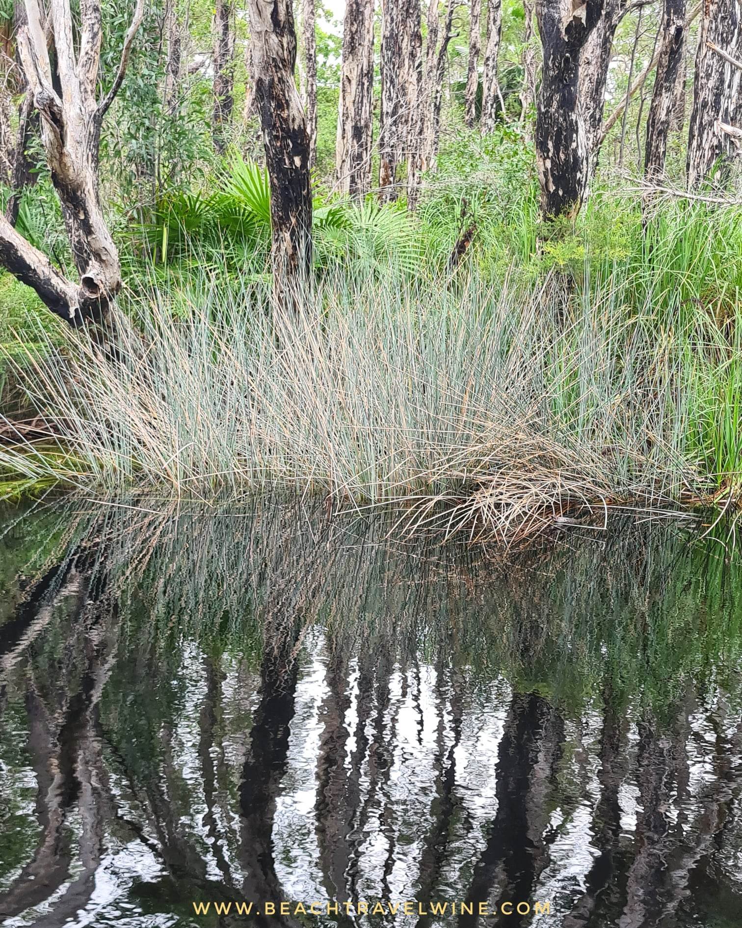 noosa wetlands 2.jpg