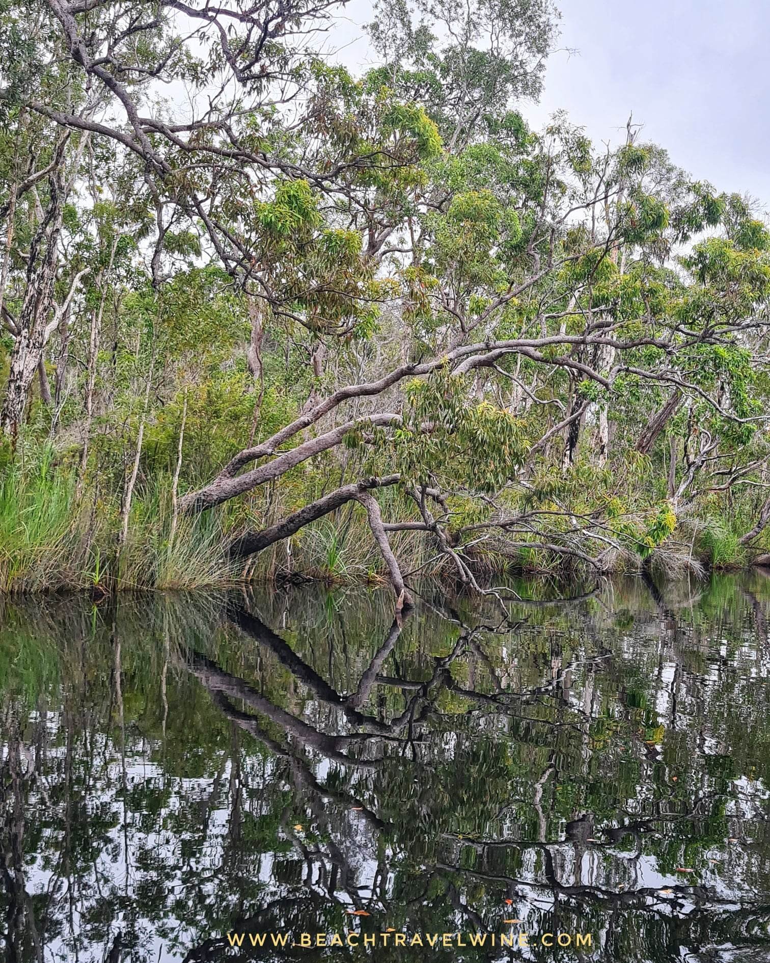 noosa wetlands 1.jpg