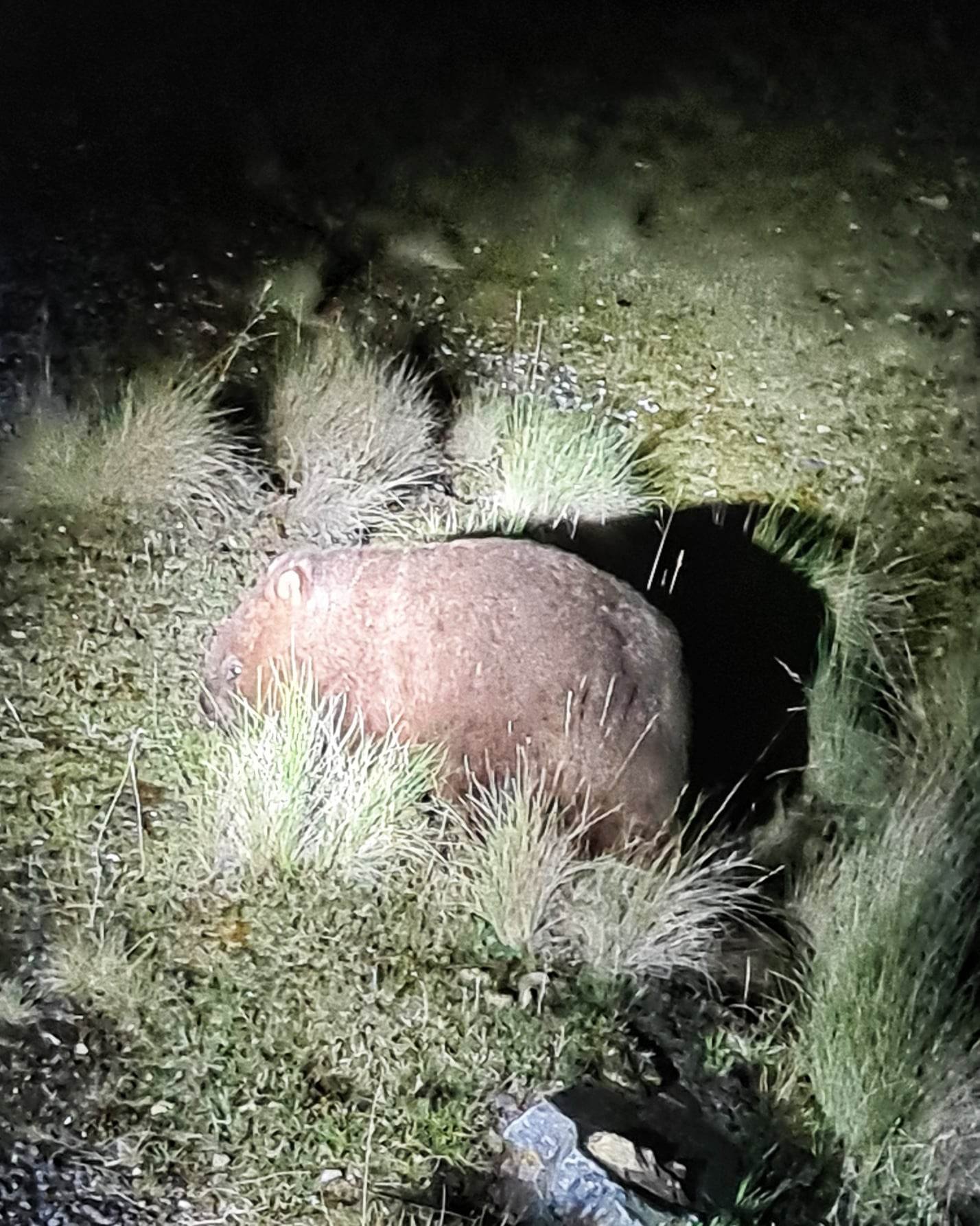 tas wombat 2.jpg