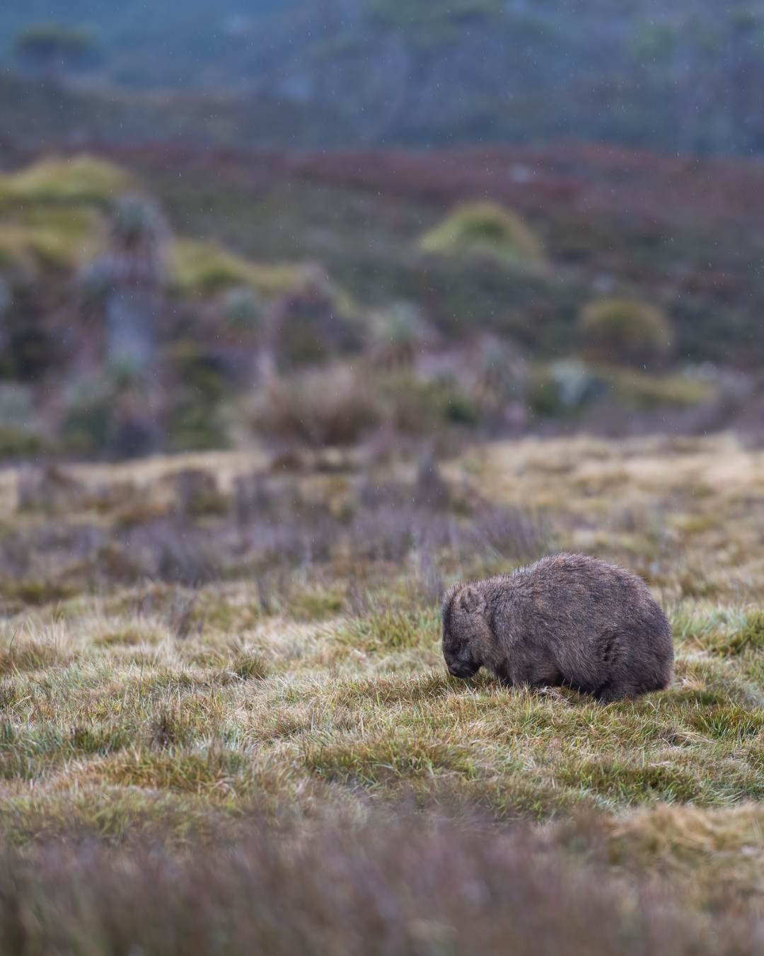 tas wombat 3.jpg