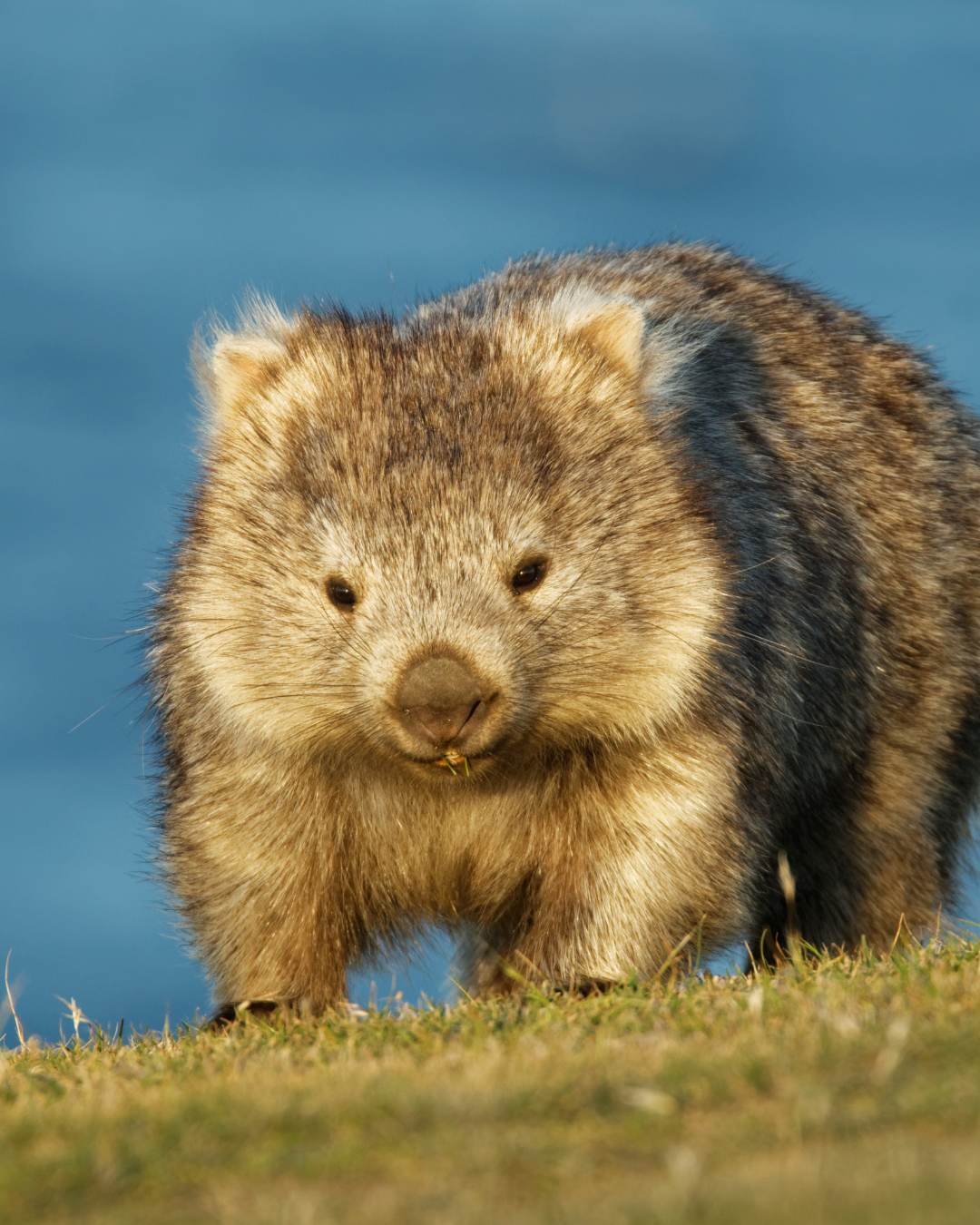 tas wombat 4.jpg
