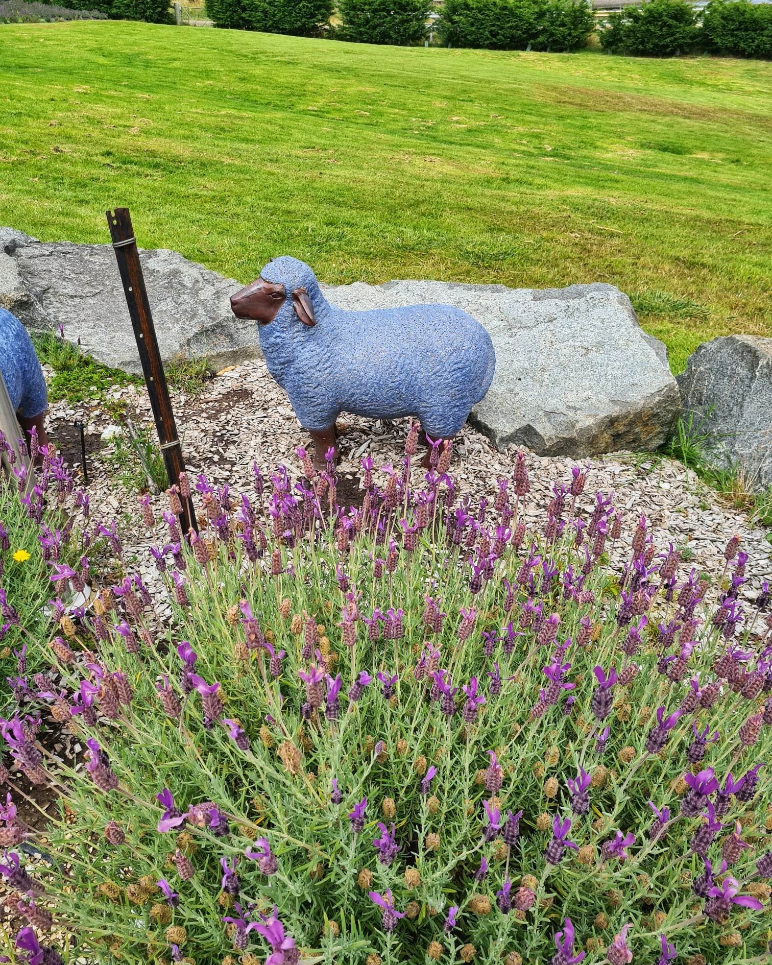 tas port arth lavender 4.jpg
