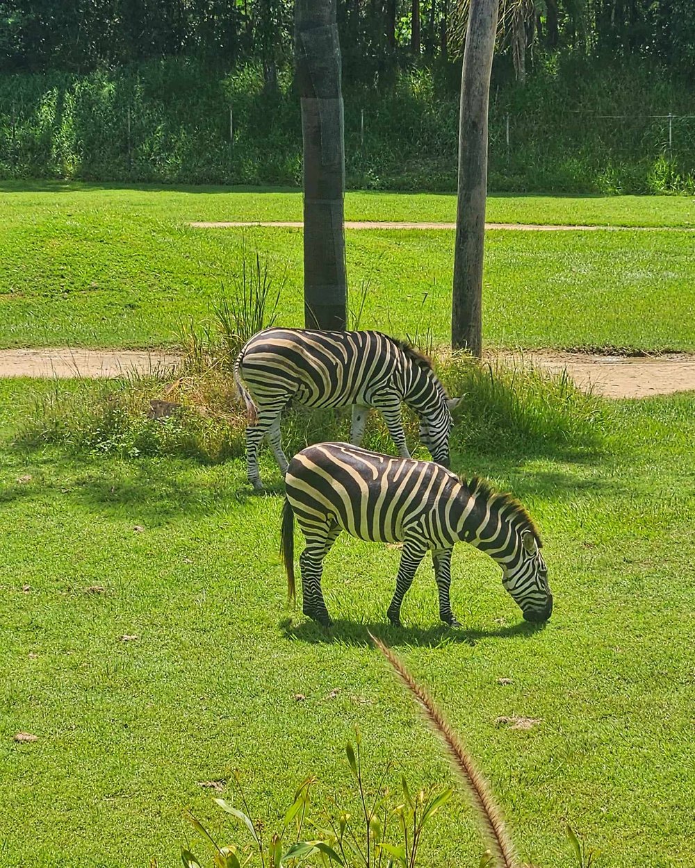 zoo africa 4.jpg
