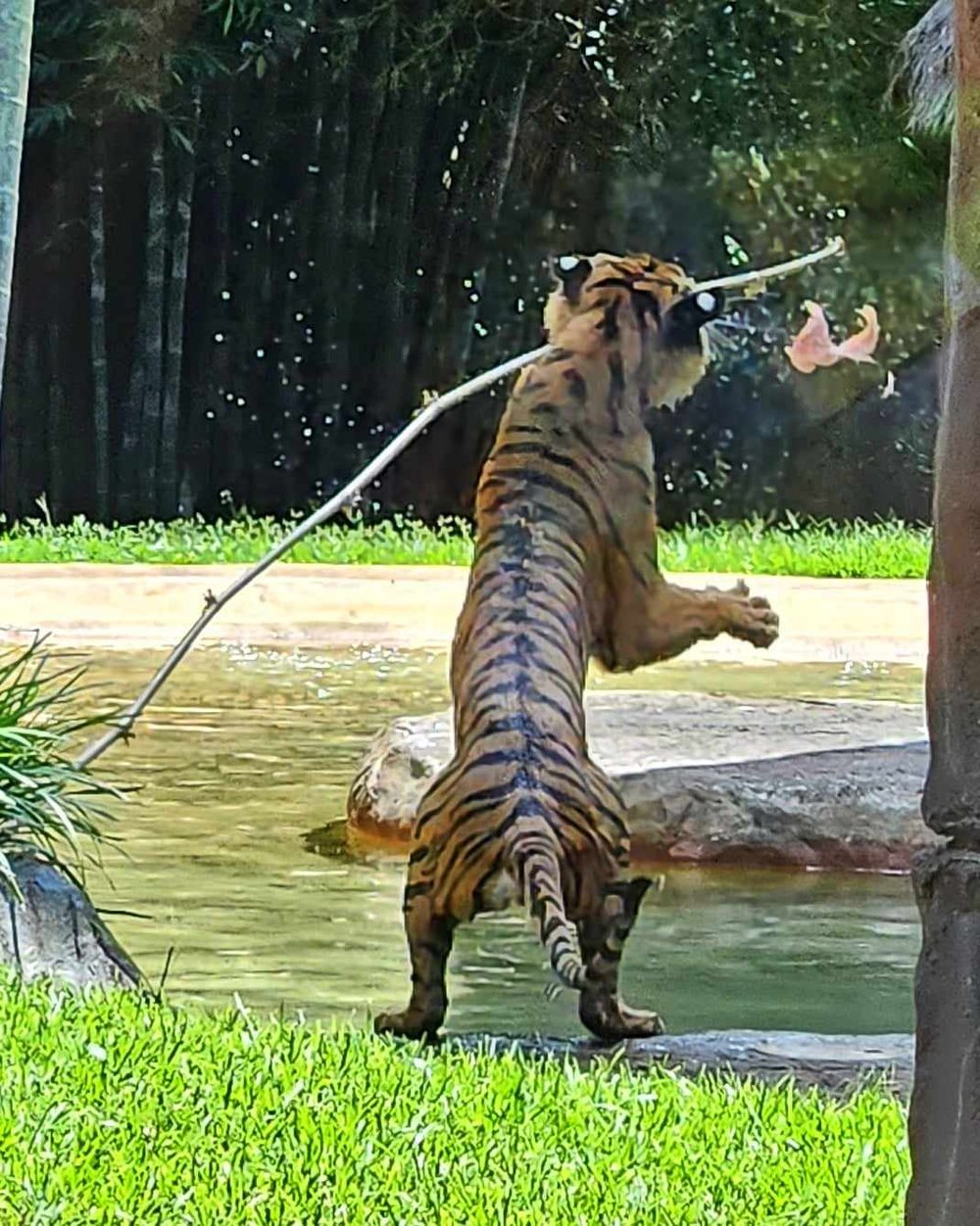 zoo tiger 1.jpg