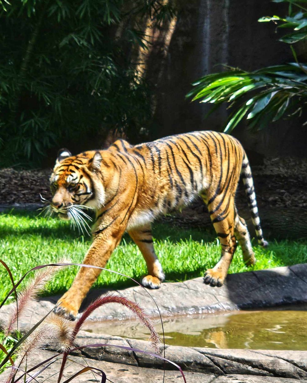 zoo tiger 2.jpg