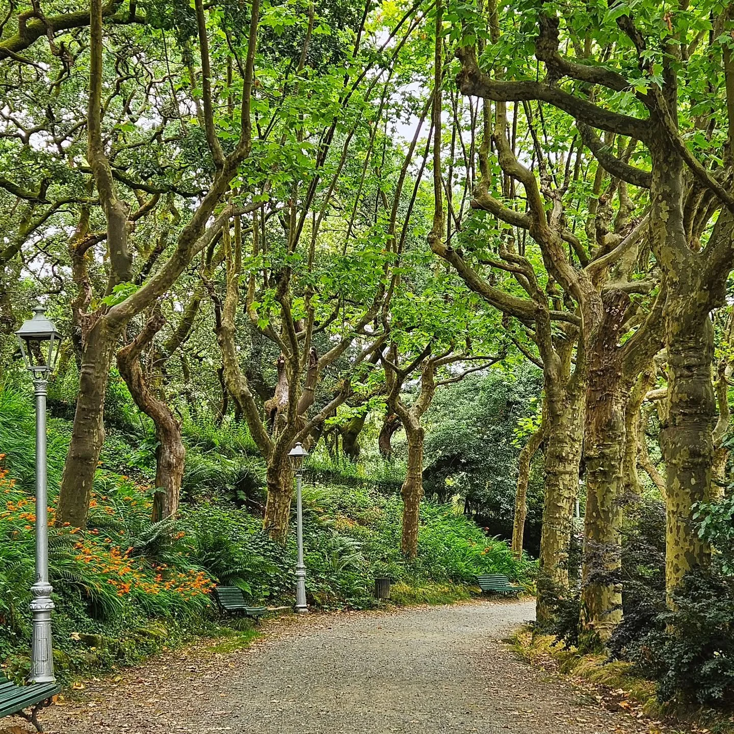 Alameda Park is just on the outskirts of the old town in Santiago de Compostela. It has 3 sections including this gorgeous shady path. We loved the most covered trees and if you look closely you can see ferns growing in the branches. There is a fun b