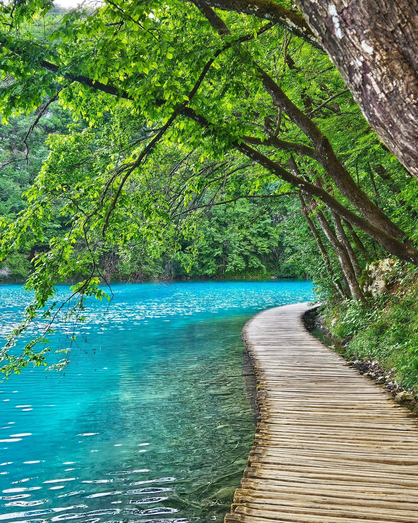 Photo of the Day #1
Plitvice Lakes, Croatia 🇭🇷
Full Croatia guide in the link 🔗
This is one of the most beautiful places in the world! 
My best tip - get the earliest entry tickets. We had the whole lower section to ourselves as we were first in, 