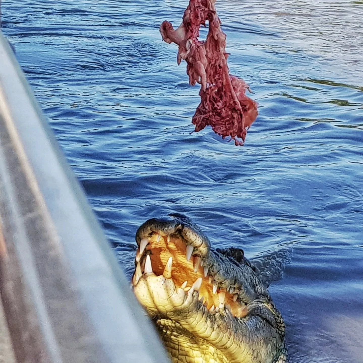 Pic of the day #36
This is one a jumping Crocodile tour on the Adelaide River near Darwin in the Northern Territory of Australia. 
As you can see we got up pretty close and personal with the crocs!
It was terrifying and exciting at the same time.
Our