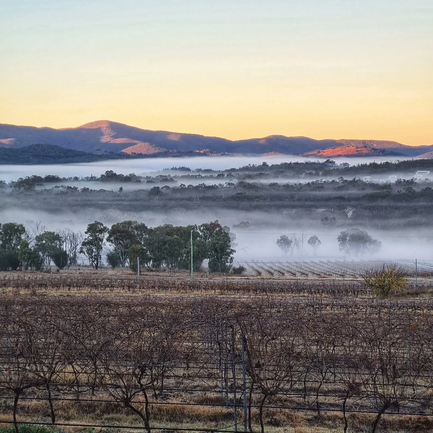 Pic of the day #38
 I had to convince myself to get out of a very warm.and comfy bed at Sancerre Estate to see the sunrise over the vineyard on this stunning frosty morning. 
The Granite Belt Wine Region is definitely underrated. It is a stunning are