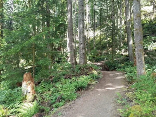 A dirt path surrounded by wildflowers with trees and a mountain in the distance