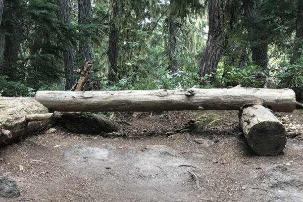 Dirt campsite surrounded by trees.