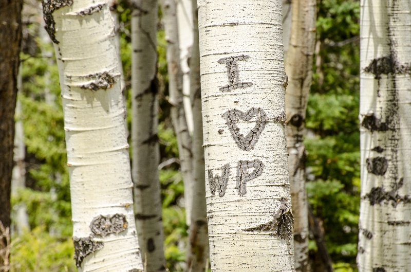 Initial carved into a living aspen tree bark.