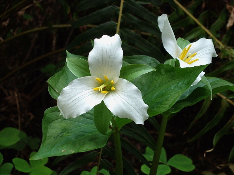 Two white trillium flowers in bloom in a forest.