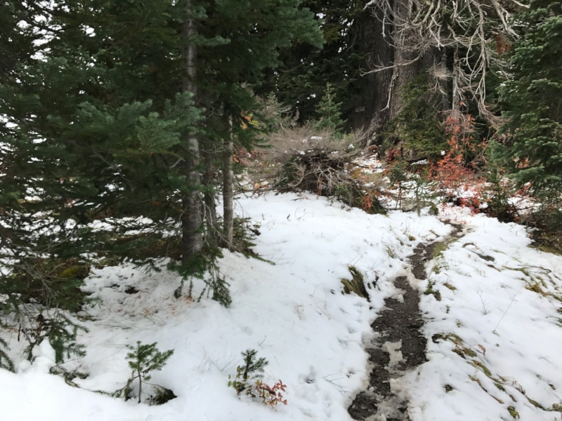 A patchy snow covered trail surrounded by trees.