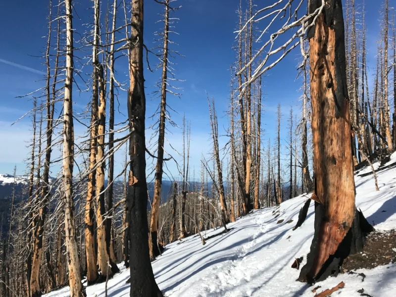 A snow covered trail through burned trees against a blue sky.