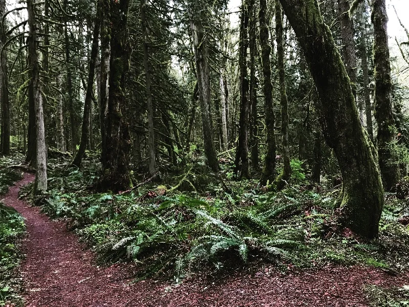 A forest trail with ferns and tall trees against a gray sky.
