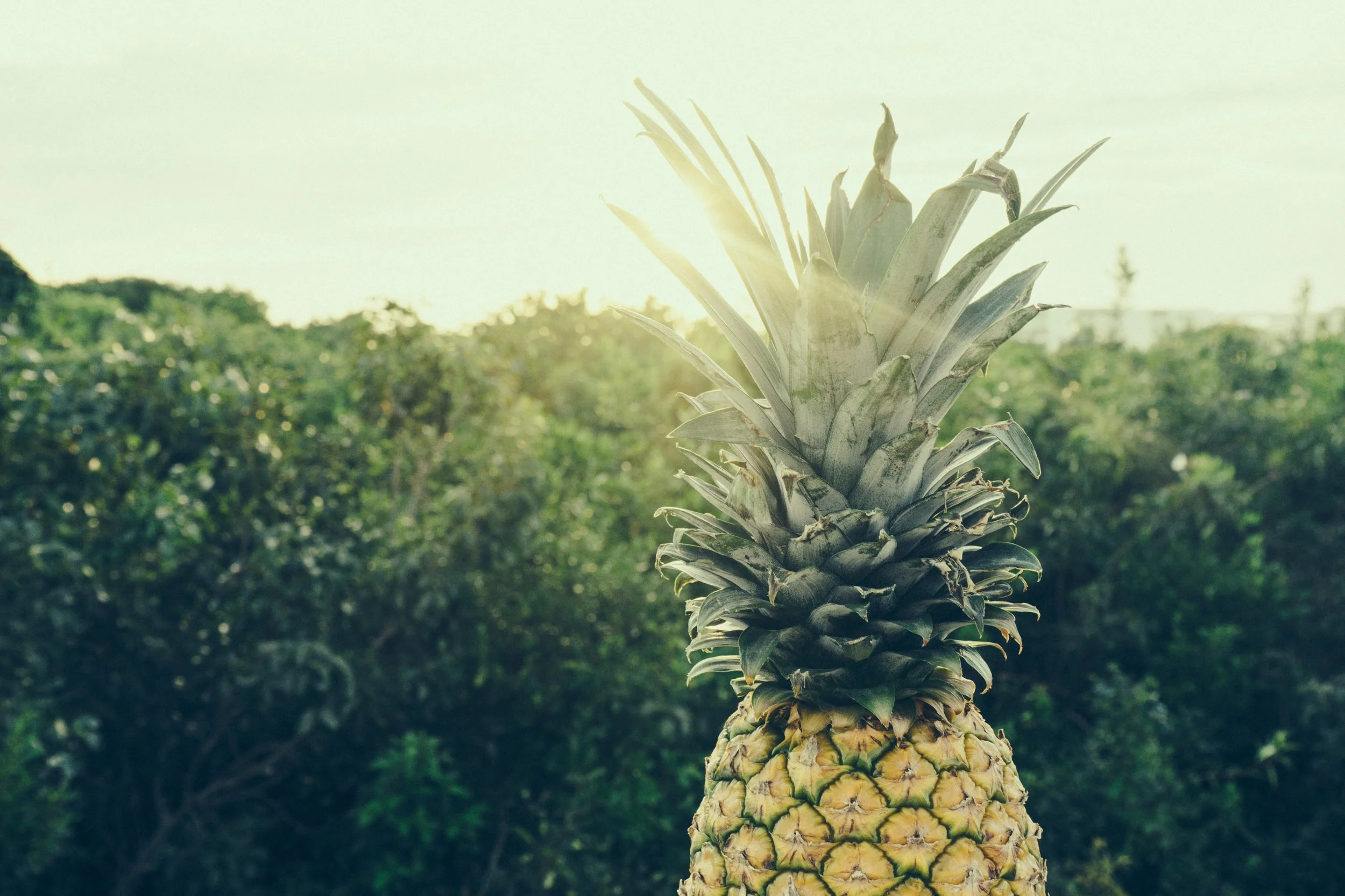 pineapple.jpg