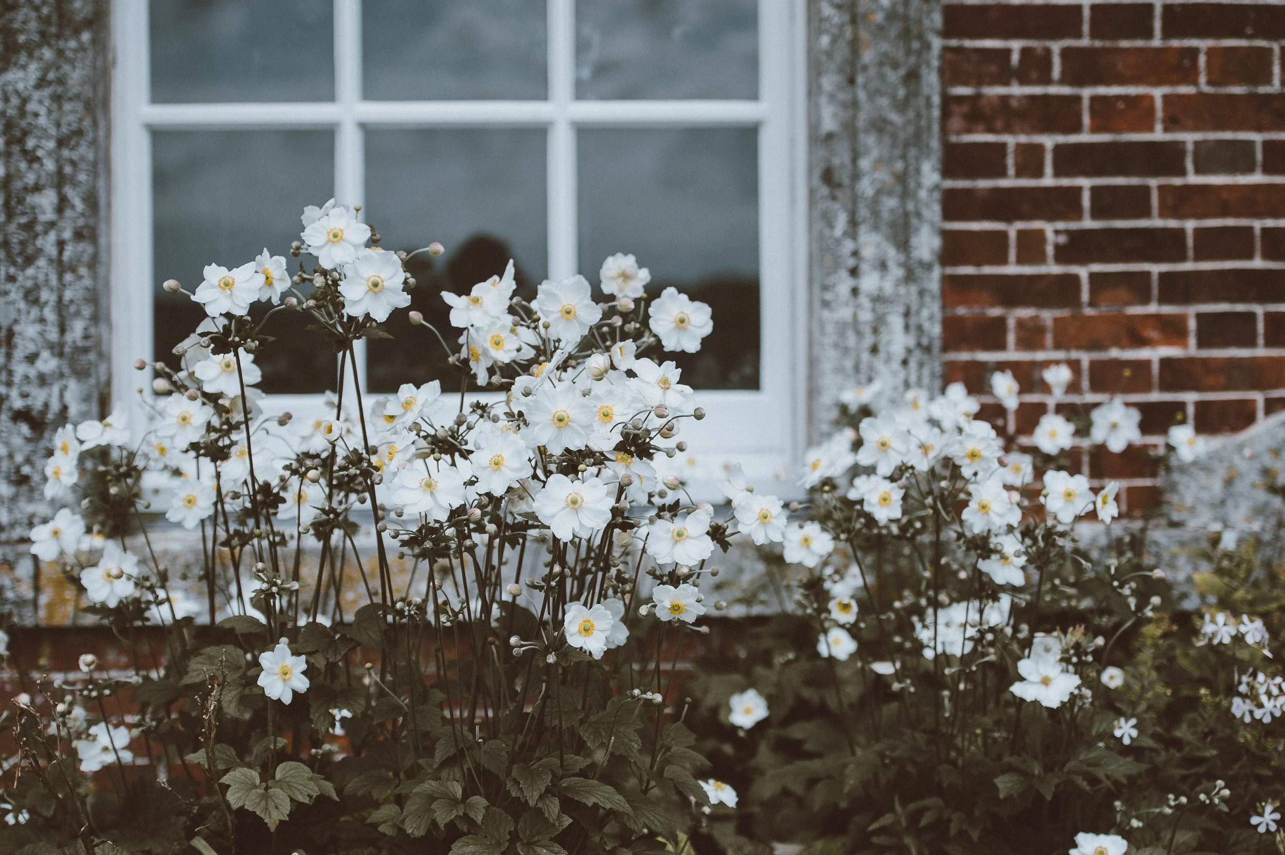 Windowboxes