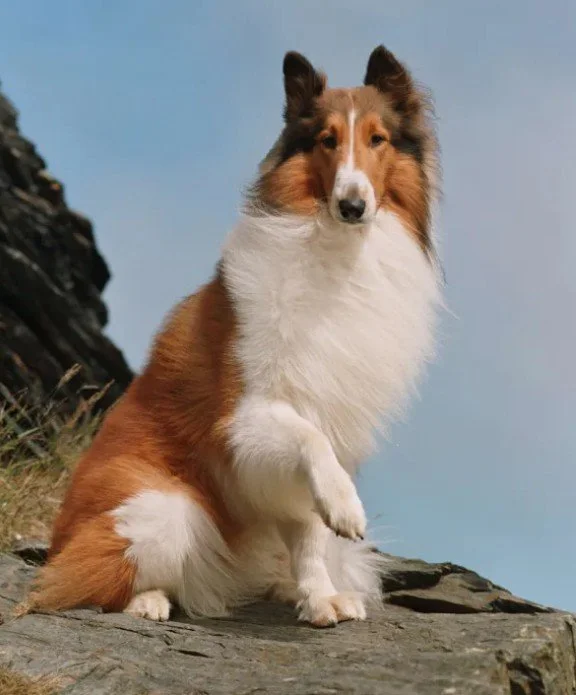 Claire weighs in on movie dogs on AVA