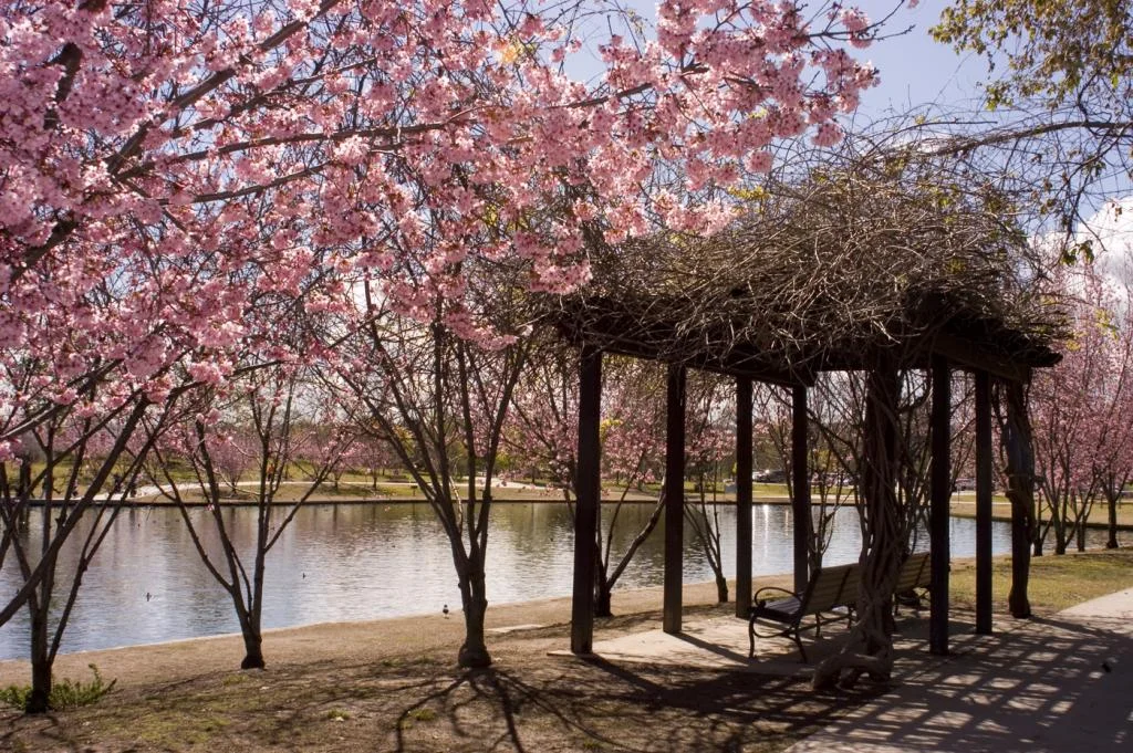 Credits: Lake Balboa Go to Lake Balboa during the right season with our Mechanical Bull and see the Cherry Trees Blossom while you conquer a Bull.