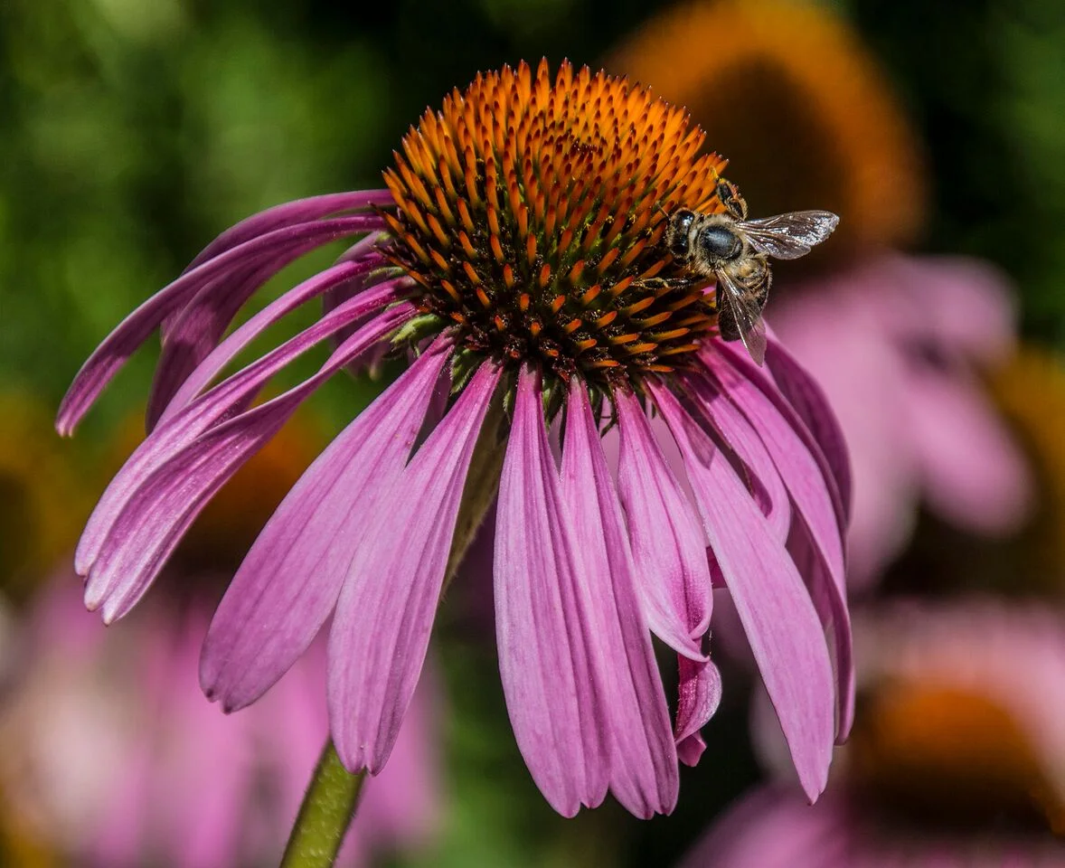 Echinacea Pink Cone Flower