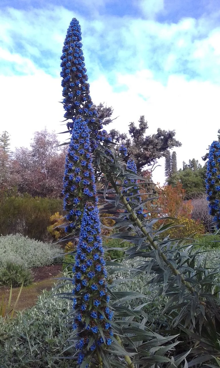 Echium Heronswood Blue