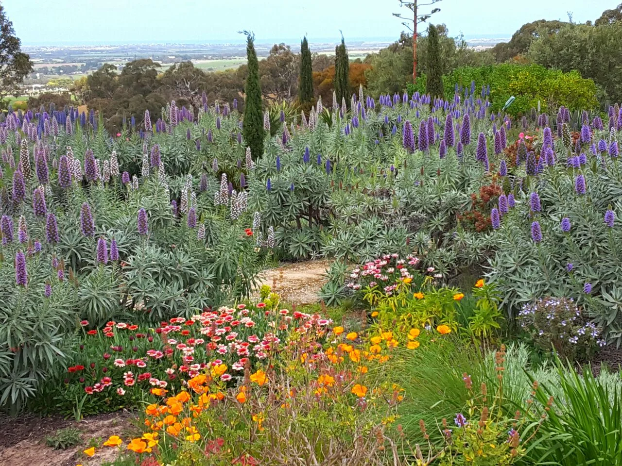Echiums View at Boats End Garden 2017